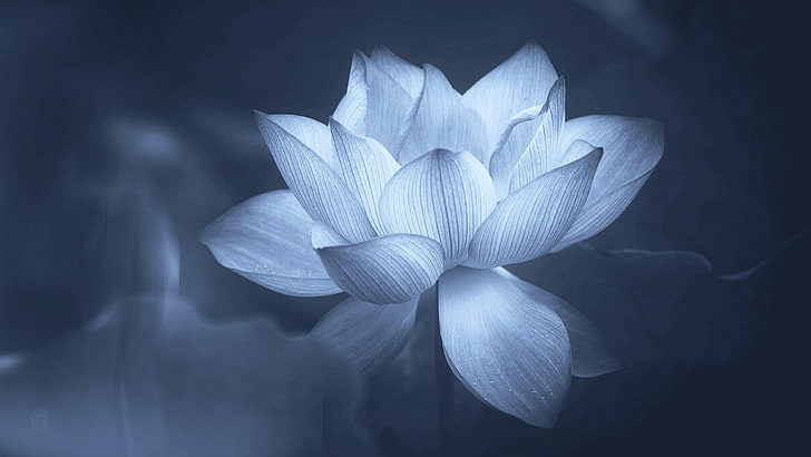 gråskalefoto av lotusblomma, lotus, blomma, helig lotus, kronblad, flora, vattenväxt, närbild, svartvit, svartvitt, svartvit fotografering, makrofotografering, fotografi, växt, HD tapet