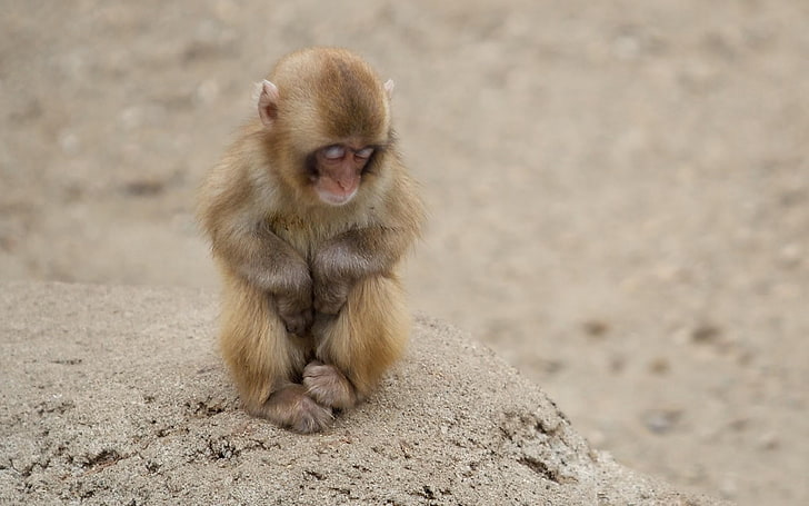 brown monkey, monkey, baby, holiday, sand, HD wallpaper