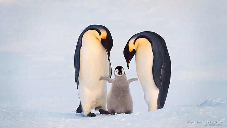 Rodzina pingwinów cesarskich, Antarktyda, ptaki, Tapety HD