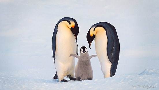 Семейство императорски пингвини, Антарктида, Птици, HD тапет HD wallpaper
