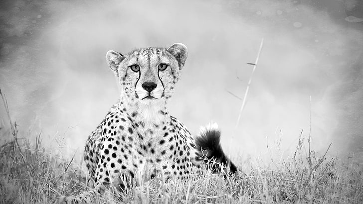 cheetah, kucing, kucing besar, hewan, kucing, afrika, margasatwa, safari, hewan, predator, karnivora, liar, mamalia, afrika, Wallpaper HD