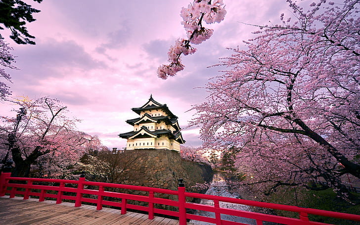 بناء، أشجار، أرجواني، طبيعة، أزهار الكرز، قلعة هيروساكي، اليابان، أشجار الكرز، معبد، خلفية HD