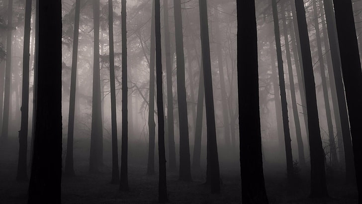 fog, forest, nature, twilight, misty, cool, black, black and white, monochrome photography, mystery, atmosphere, wood, light, darkness, monochrome, tree, HD wallpaper
