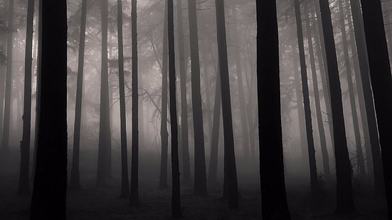 nevoeiro, floresta, natureza, crepúsculo, enevoado, legal, preto, preto e branco, fotografia monocromática, mistério, atmosfera, madeira, luz, escuridão, monocromático, árvore, HD papel de parede HD wallpaper