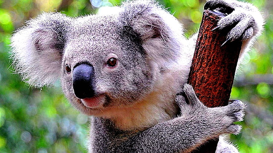 коала, дърво, сладко, мечка, HD тапет HD wallpaper