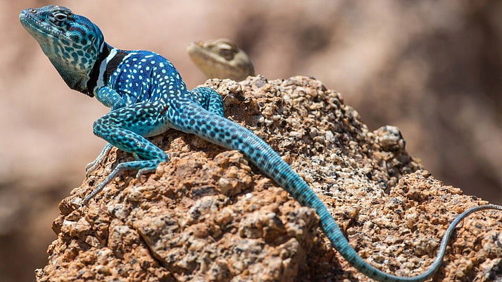 blue and white lizard, blue reptile on brown rock, nature, animals, skin, macro, depth of field, blue, lizards, rock, tail, HD wallpaper