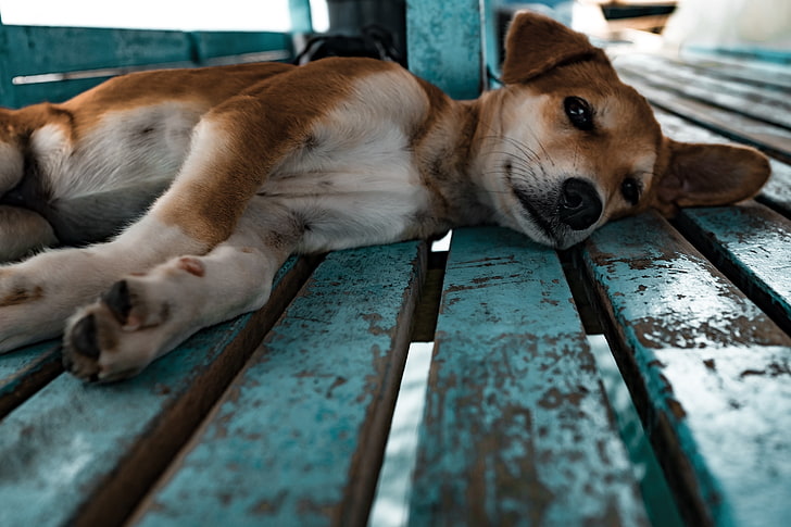 ลูกสุนัขสีน้ำตาลและสีขาวเคลือบสั้นชิบะอินุสุนัขลูกสุนัขนอน, วอลล์เปเปอร์ HD