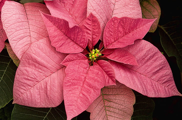 poinsettia plant, pink, poinsettia, plant, flower, holiday, leaf, nature, red, autumn, close-up, season, HD wallpaper