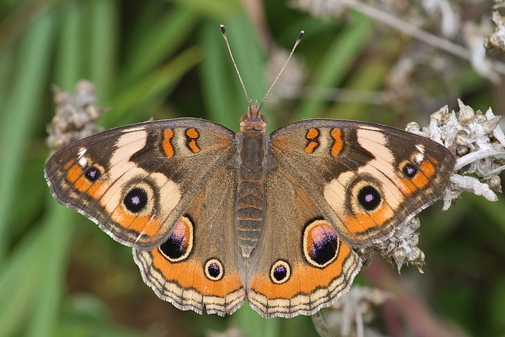 closeup photography of Common Buckeye Butterfly, Proud, Mamma, closeup photography, Common Buckeye, Butterfly, junonia coenia, egg, north carolina, richmond county, Picnik, insect, nature, butterfly - Insect, animal, animal Wing, close-up, multi Colored, beauty In Nature, wildlife, macro, HD wallpaper