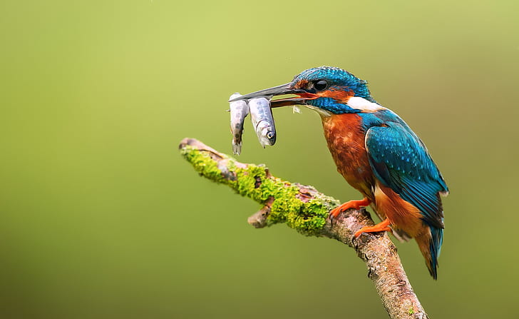 background, bird, fish, branch, beak, Kingfisher, catch, HD wallpaper