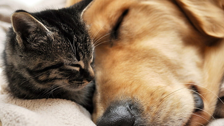 cat, dog, sleep, sleeping, together, lovely, cute, pets, friendship, friends, HD wallpaper