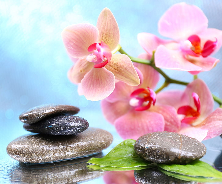 black stones, flowers, droplets, Orchid, leaves, Spa stones, HD wallpaper