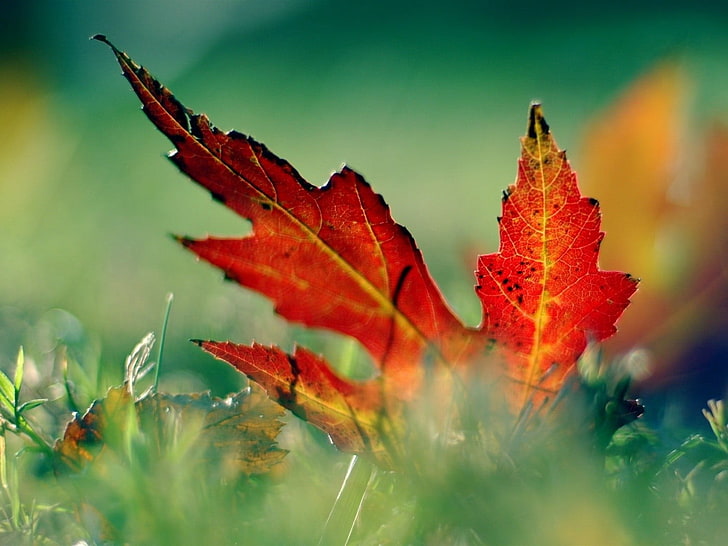 brown maple leaf, leaves, red, grass, photography, nature, HD wallpaper