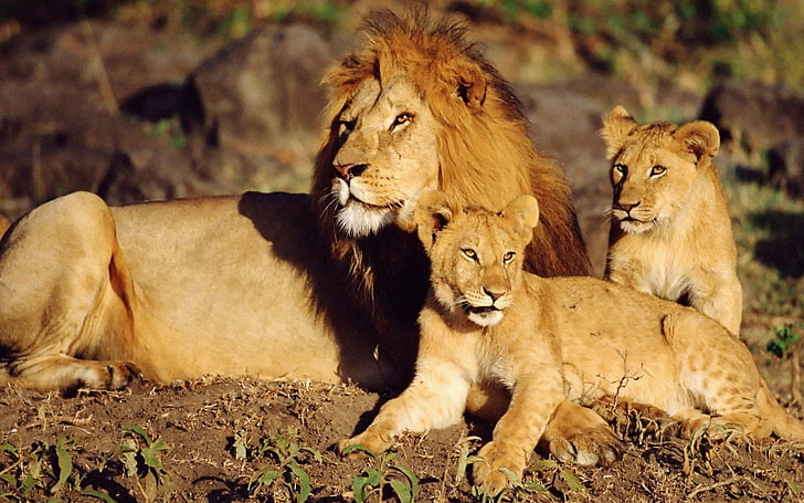 雄のライオンと2匹のカブス、レオ、カブス、野生の猫、 HDデスクトップの壁紙