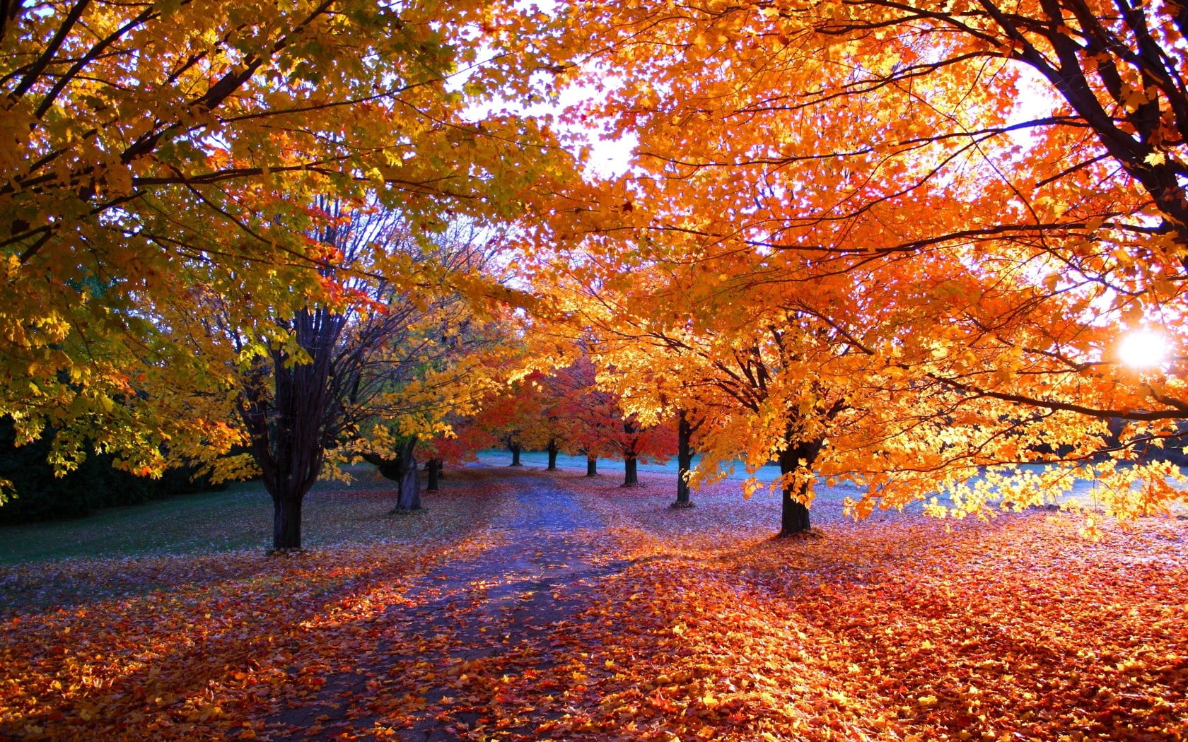 Maple tree, landscape photography of maple trees, leaves, fall, trees