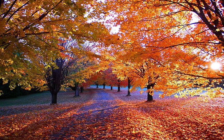 lönnträd, landskapsfotografering av lönnträd, löv, fall, träd, HD tapet