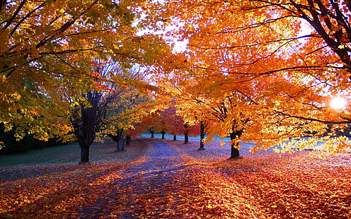 клен, пейзажная съемка кленов, листья, осень, деревья, HD обои HD wallpaper