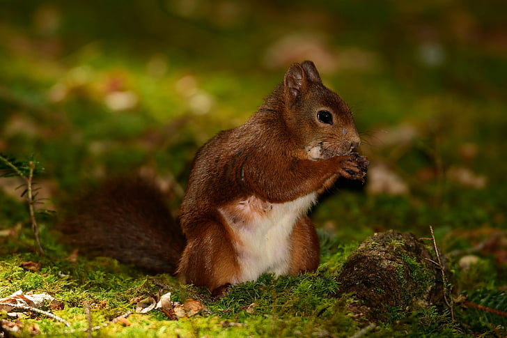 Animal, Squirrel, Close-Up, Moss, Rodent, Wildlife, HD wallpaper