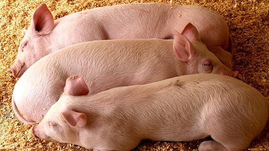 pig, pigs, animals, HD wallpaper HD wallpaper