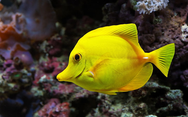 yellow tang fish, fish, underwater, swimming, beautiful, HD wallpaper