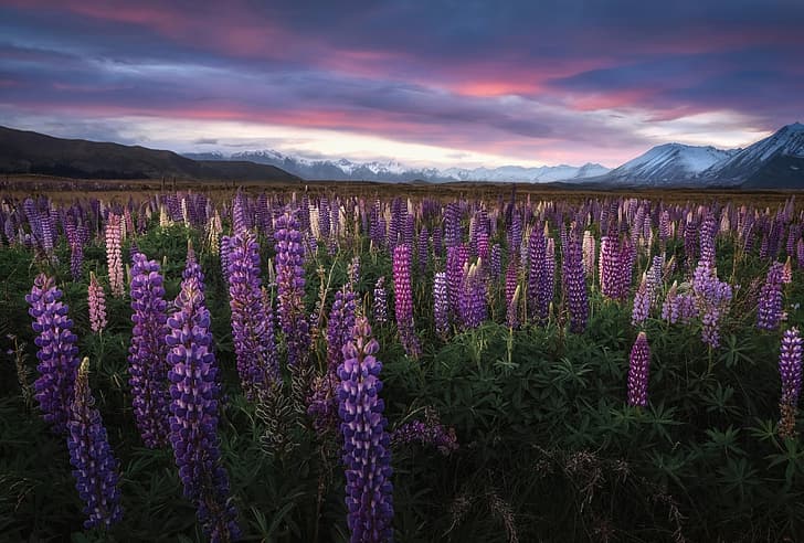 flowers, mountains, New Zealand, meadow, Lake Tekapo, lupins, Southern Alps, Tekapo, HD wallpaper