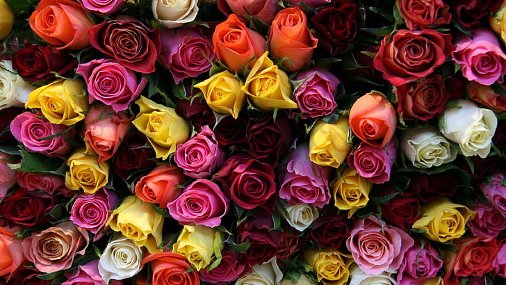 roses assorties, roses, fleurs, nombreuses, colorées, lumineuses, Fond d'écran HD