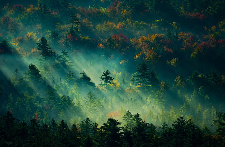 trees digital painting, green trees wallpaper, nature, landscape, forest, mist, England, trees, fall, sunbeams, dappled sunlight, HD wallpaper