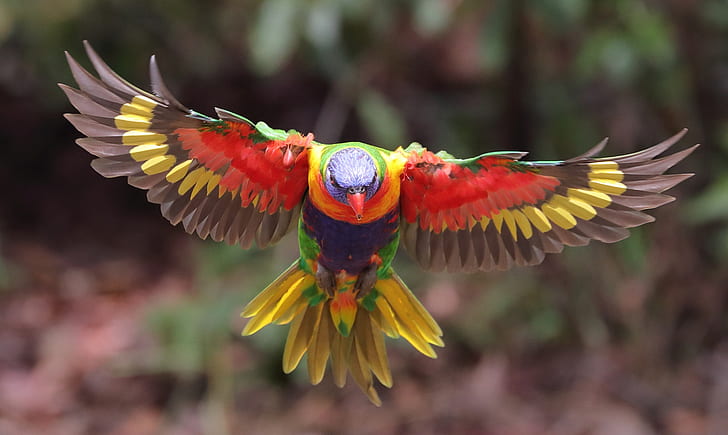 animals, bird, wings, blur, parrot, flight, colors, bokeh, tail, multicolor lorikeet, HD wallpaper