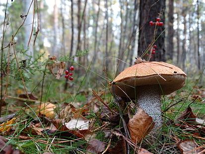 brown and white mushroom, forest, mushroom, HD wallpaper HD wallpaper