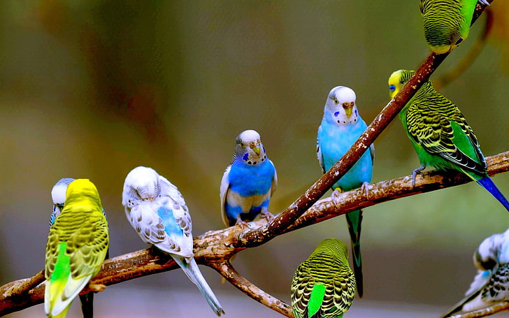 Herde von Sittichen, Papageien, Zweigen, Vögeln, HD-Hintergrundbild
