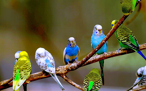 bandada de periquitos, loros, rama, pájaros, Fondo de pantalla HD HD wallpaper