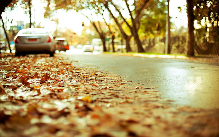 Macro Leaves Street Autumn Blur HD, природа, макро, размазване, листа, есен, улица, HD тапет