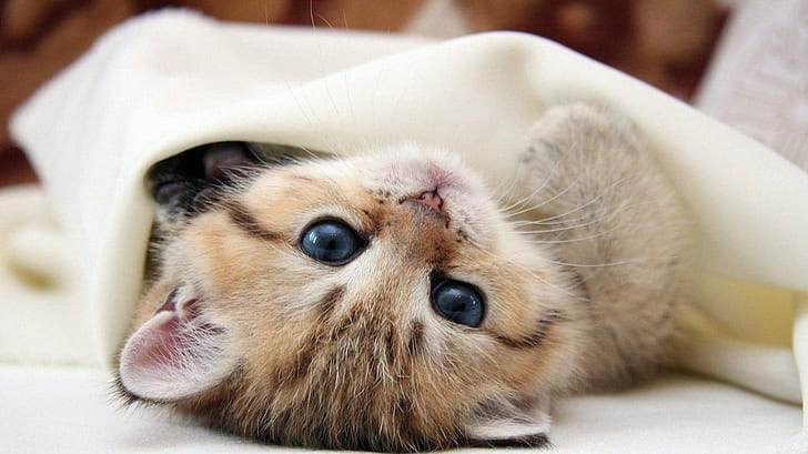 Kucing, anak kucing, bayi, anak kucing bulu pendek coklat, bayi, anak kucing, kucing, Wallpaper HD
