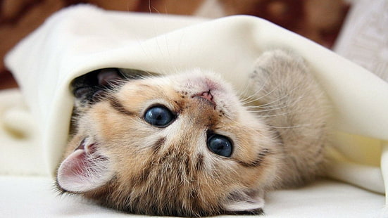 Cat, kitten, baby, brown short fur kitten, baby, kitten, cat, HD wallpaper HD wallpaper
