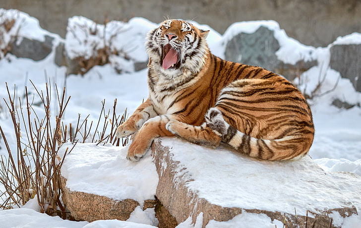 แมวใหญ่สัตว์เสือ, วอลล์เปเปอร์ HD