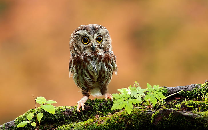 Cute Baby Owl, owl, HD wallpaper