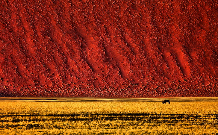 Namibian Landscape Photography, red surface, Travel, Africa, Nature, Landscape, Desert, Wild, Field, Animal, Namibia, Antelope, Sossusvlei, oryx, HD wallpaper