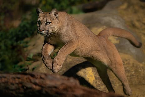  jump, predator, wild cat, Puma, Cougar, Mountain lion, HD wallpaper HD wallpaper