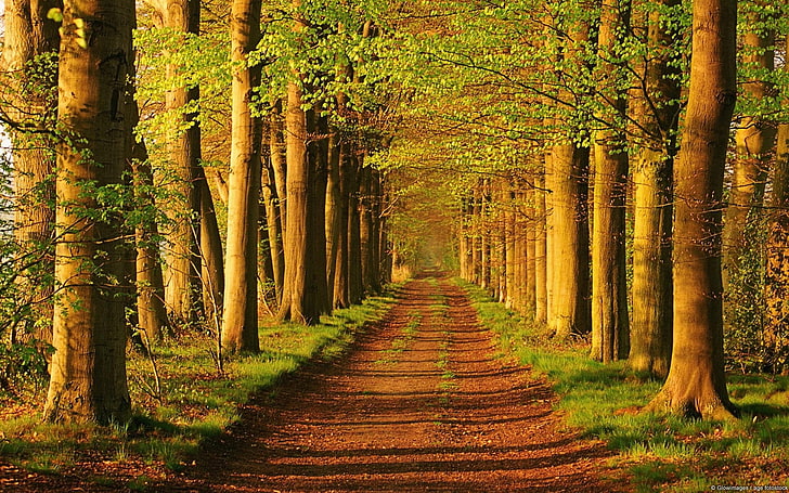 Trees on Country Road-Windows 10 HD Wallpaper, pohon hijau, Wallpaper HD