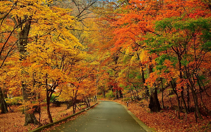 park trees road-Autumn HD Wallpaper, orange and brown trees, HD wallpaper