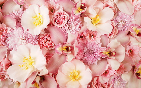 Pink Orchids HD, orquídeas cor de rosa e amarelas, flores, rosa, orquídeas, HD papel de parede HD wallpaper