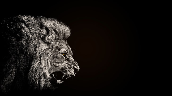 Animals, black, lion, HD wallpaper | Wallpaperbetter