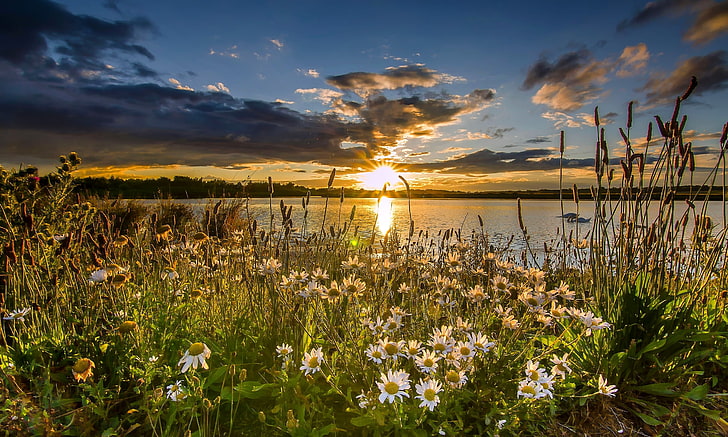 white daisy flower field, sunset, flowers, lake, England, chamomile, reserve, West Yorkshire, St Aidan's RSPB, HD wallpaper