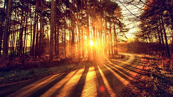 природа, лес, дорога, дерево, солнечный свет, солнце, солнечный свет, солнечный луч, вечер, осень, лиственные, HD обои HD wallpaper