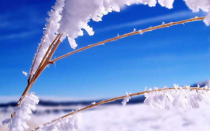 Nature Plants In The Frost, salju, musim dingin, tanaman, es, 3d dan abstrak, Wallpaper HD