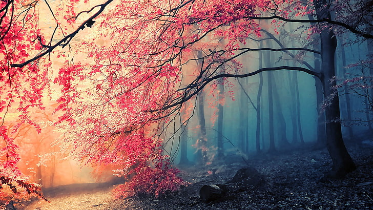 árbol floreciente rosado, foto del paisaje del bosque, naturaleza, bosque, árboles, otoño, pintura, arte digital, paisaje, hojas de arce, colorido, fondo simple, Japón, ilustraciones, hojas, hojas rojas, Fondo de pantalla HD