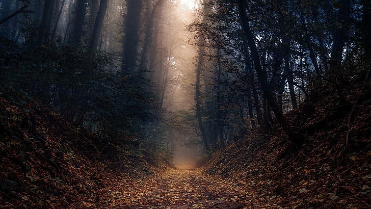 lekki, ue, niemcy, weinheim, ciemność, jesień, poranek, światło słoneczne, mgła, ścieżka, mglisty, drzewiasta roślina, drzewo, natura, las, las, zmierzch, leśna ścieżka, Tapety HD