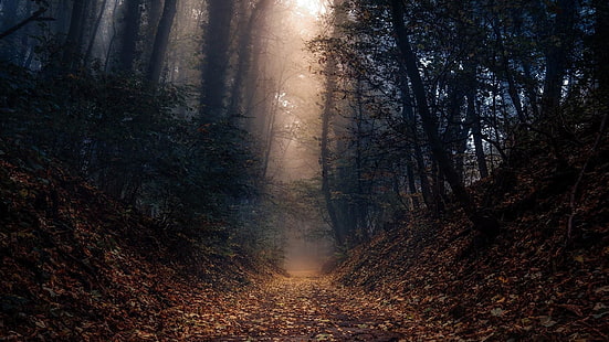 lekki, ue, niemcy, weinheim, ciemność, jesień, poranek, światło słoneczne, mgła, ścieżka, mglisty, drzewiasta roślina, drzewo, natura, las, las, zmierzch, leśna ścieżka, Tapety HD HD wallpaper