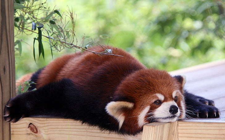 Hayvan, Kırmızı Panda, HD masaüstü duvar kağıdı