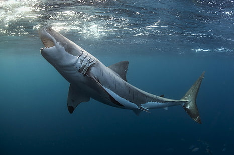 djur, Great White Shark, under vattnet, haj, HD tapet HD wallpaper